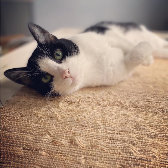 Meet your Posher, Lex - Picture 6 of 8